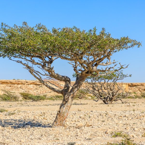 Frankincense (Boswellia sacra)
