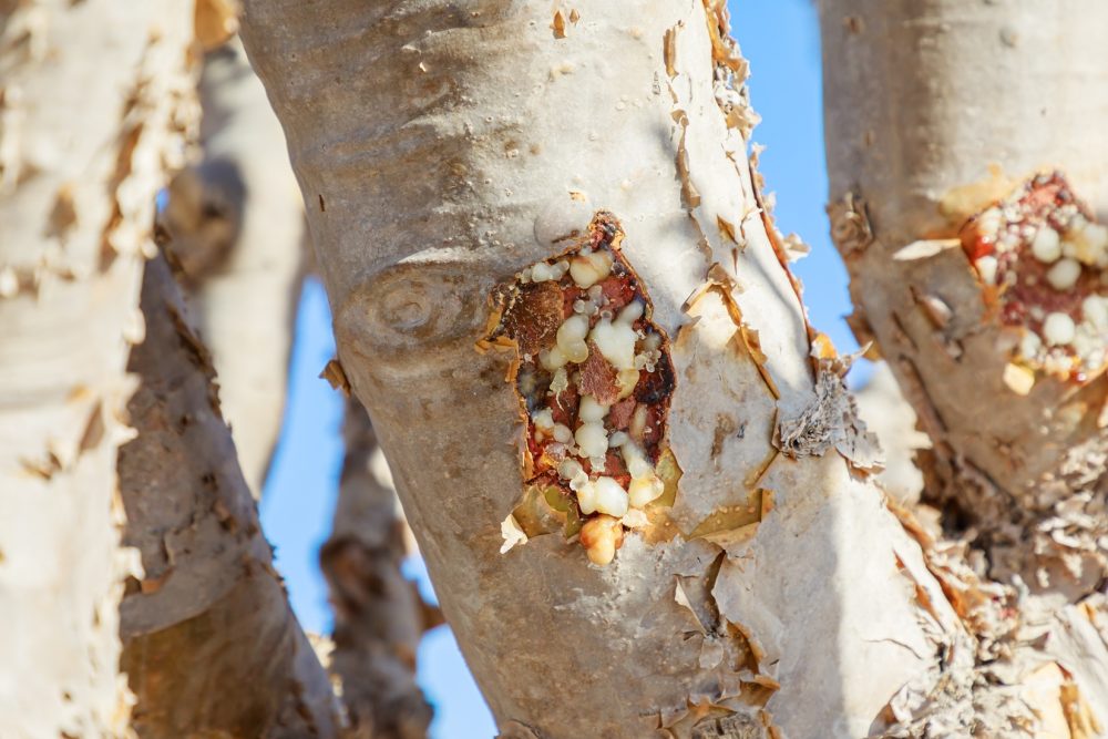 Frankincense (Boswellia sacra)