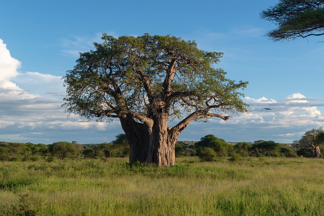 Baobab (Adansonia digitata)