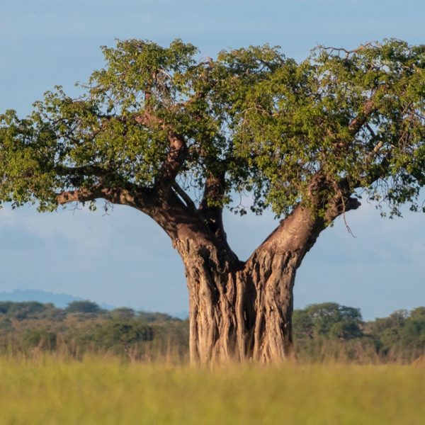 Acknowledging And Protecting African Medicinal Herbs From Baobab To Pelargonium
