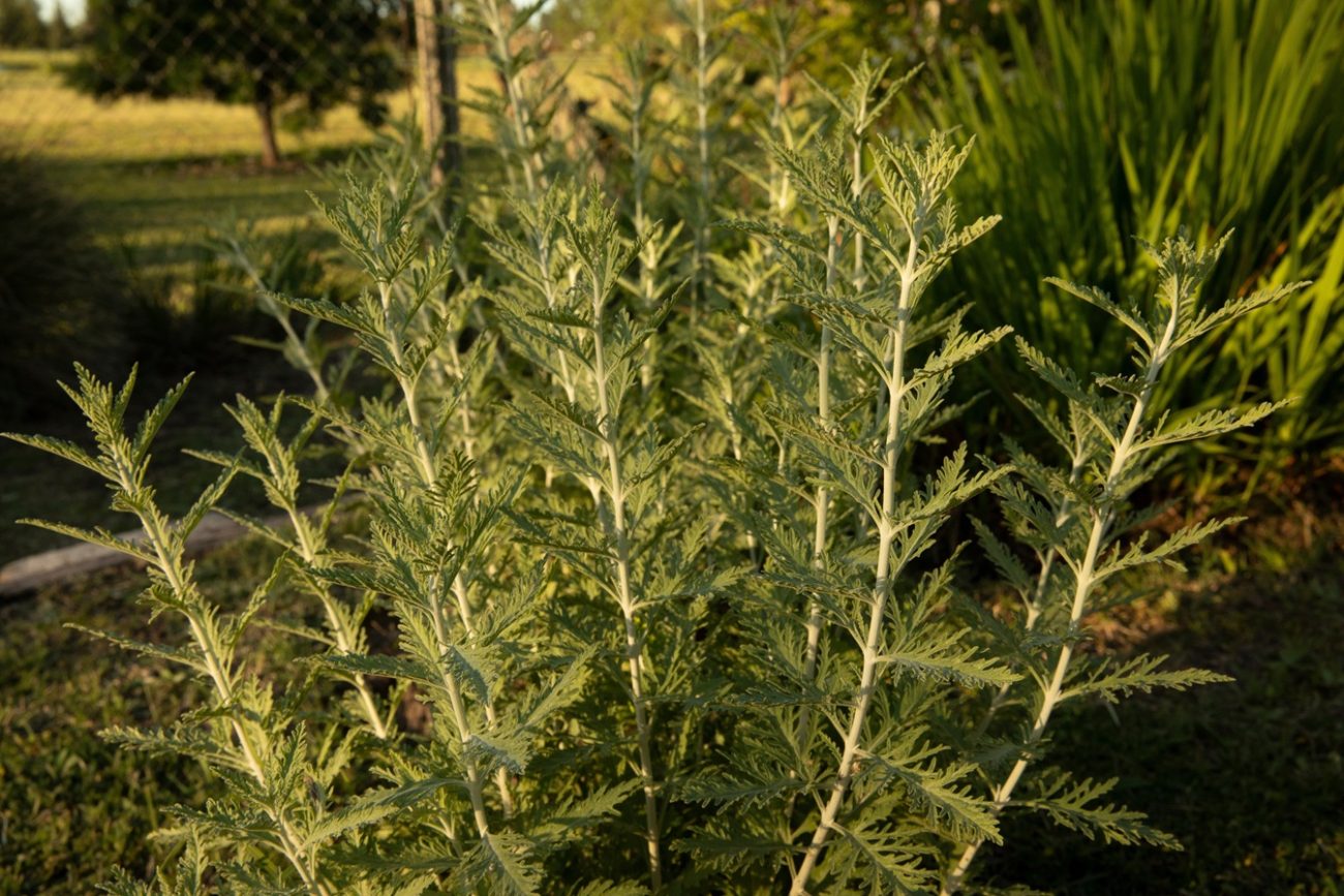 African wormwood (Artemisia afra)