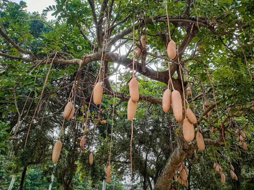Sausage tree (Kigelia africana)