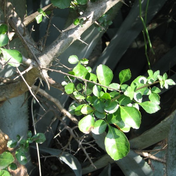 Guggul Myrrh Leaves