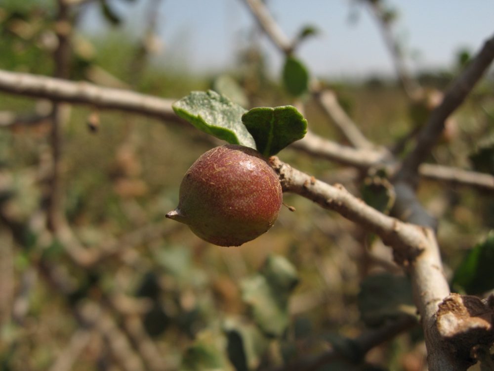 Guggul Myrrh Fruit