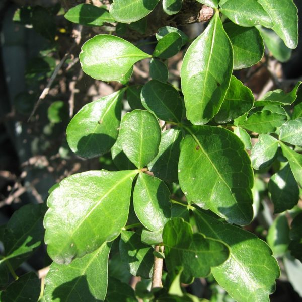 Guggul Myrrh Fresh Leaves