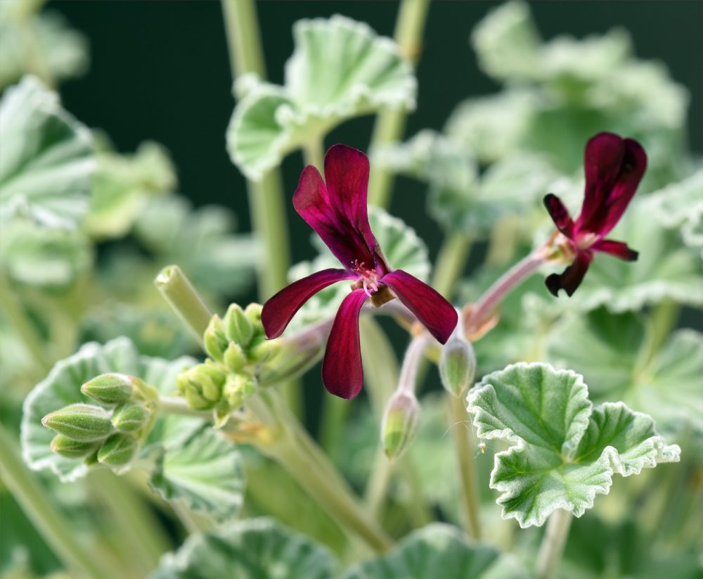 African geranium (Pelargonium sidoides)