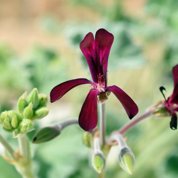African geranium (Pelargonium sidoides)