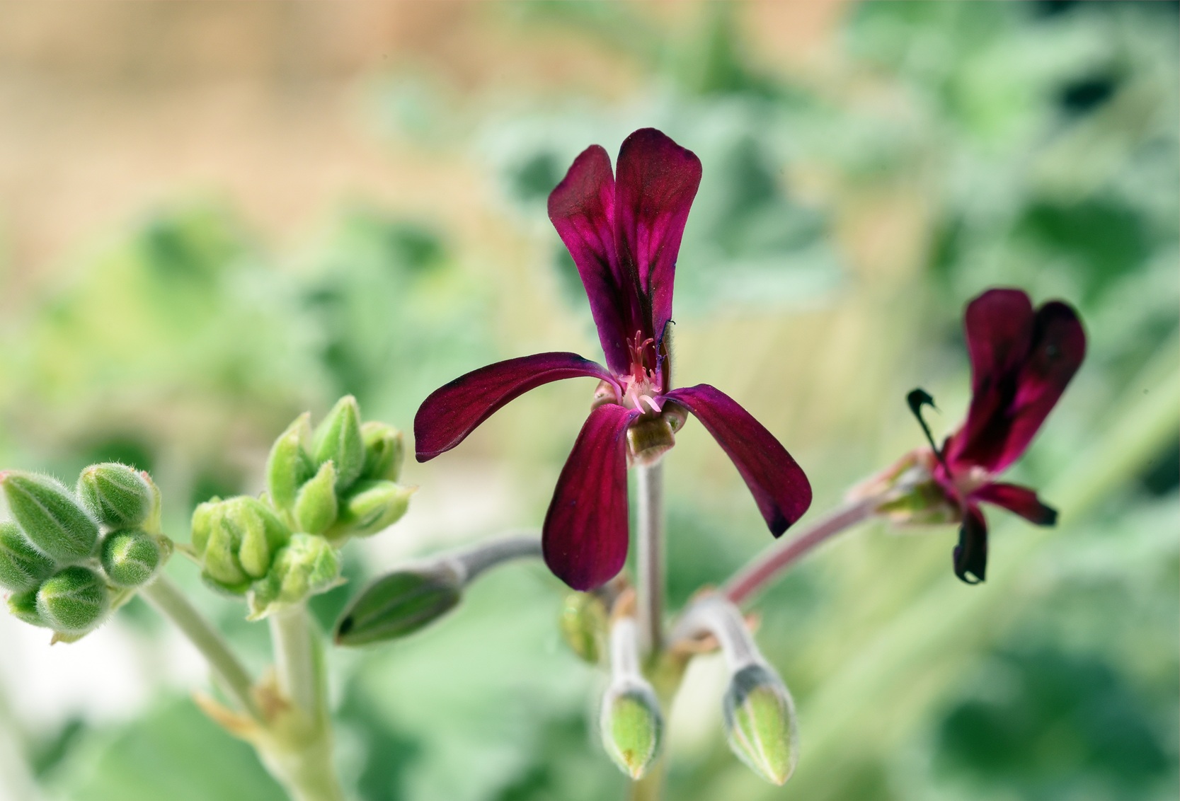 African geranium