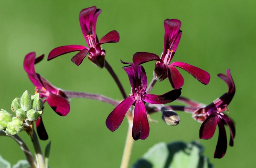 African geranium (Pelargonium sidoides)