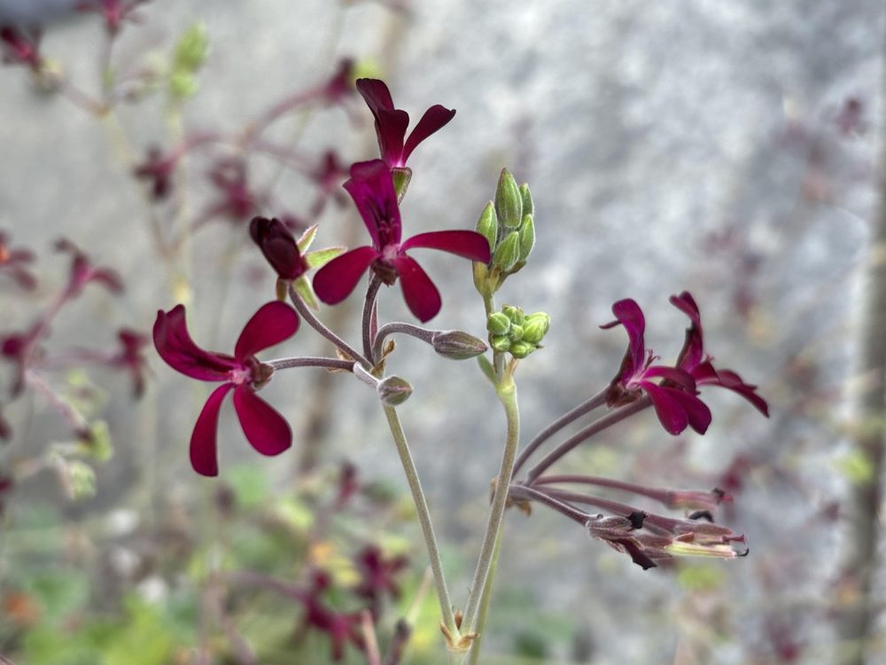 African geranium (Pelargonium sidoides)