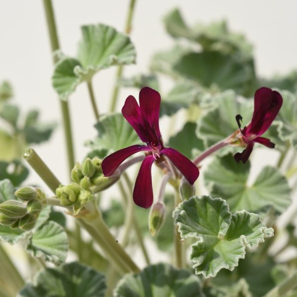 African geranium (Pelargonium sidoides)