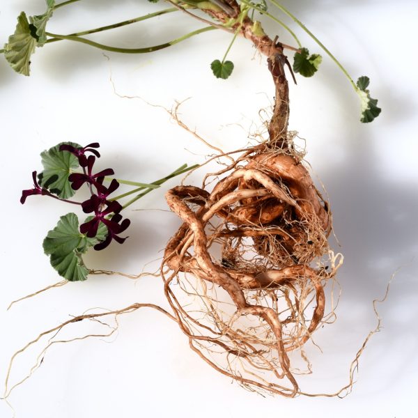 African geranium root (Pelargonium sidoides)