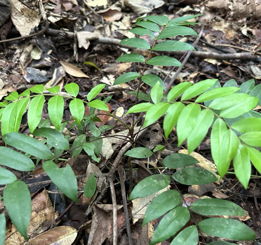 Why Medicinal Plants Matter More Than Ever In A Changing Climate