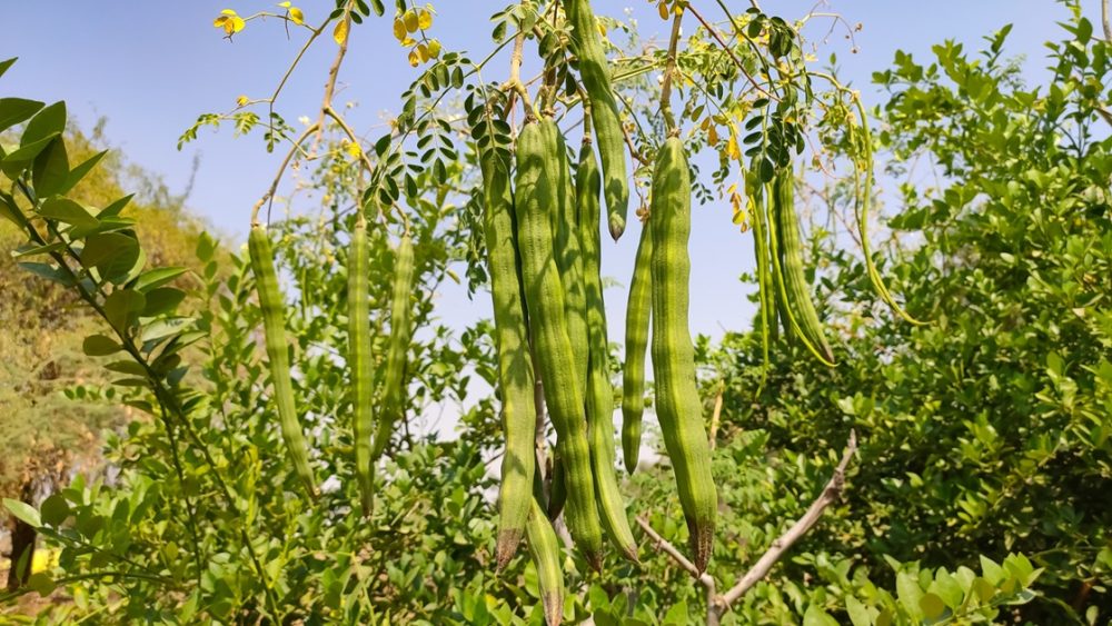 Moringa (Moringa oleifera)