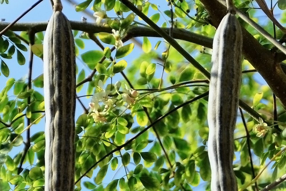 Moringa (Moringa oleifera)