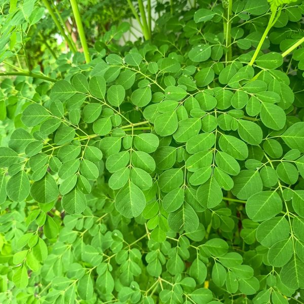 Moringa (Moringa oleifera)