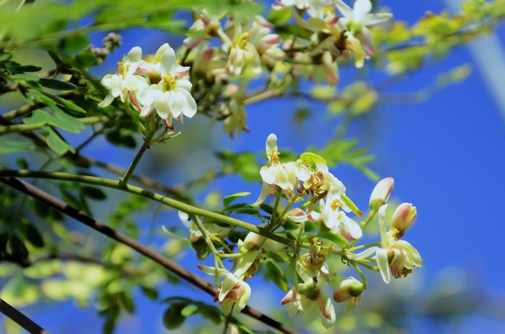Moringa (Moringa oleifera)