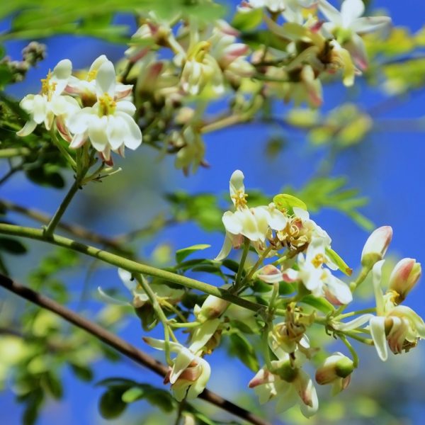 Moringa (Moringa oleifera)