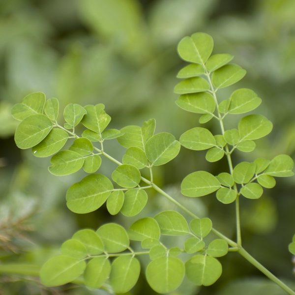 Moringa (Moringa oleifera)