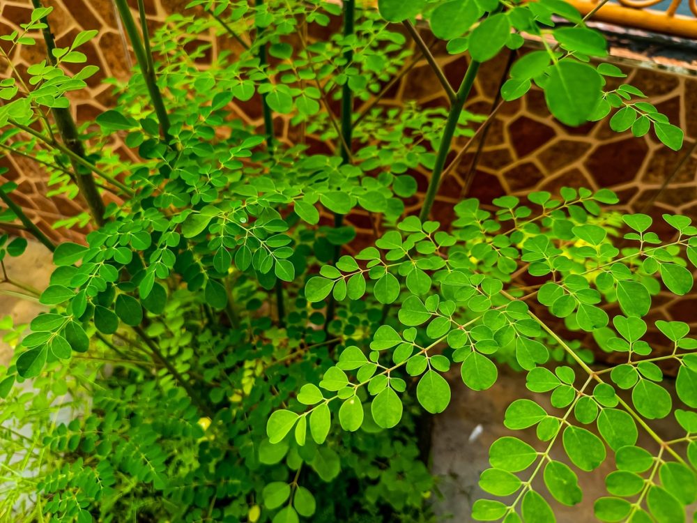 Moringa (Moringa oleifera)