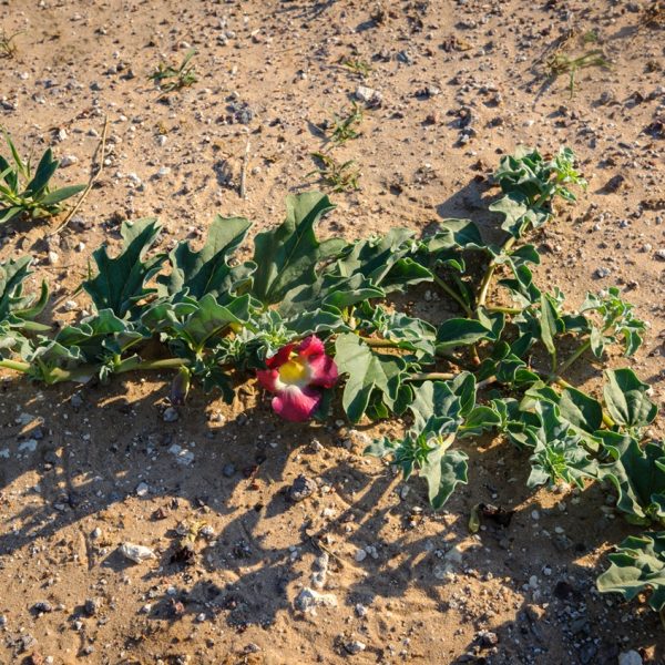 Devils Claw Harvest In The Namibian Kalahari