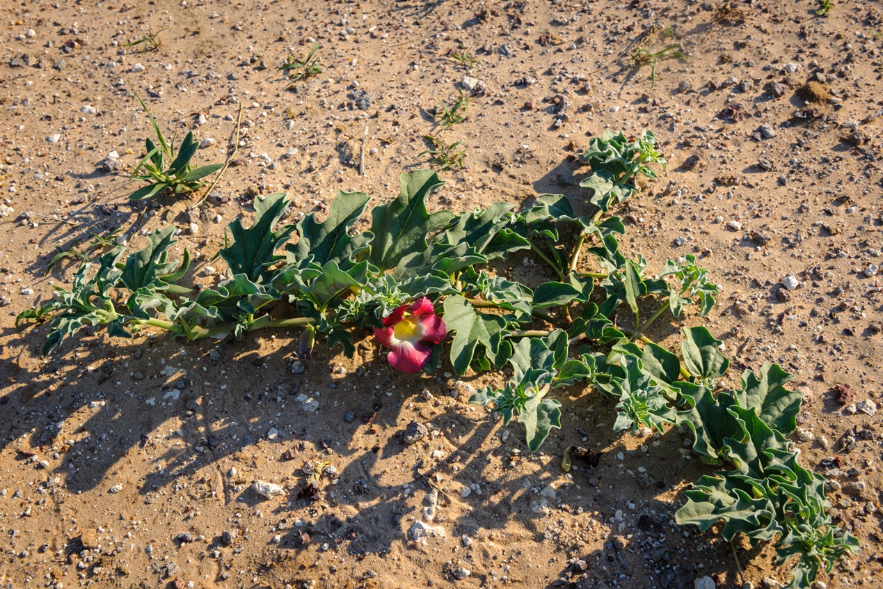 Devil’s claw harvest in the Namibian Kalahari