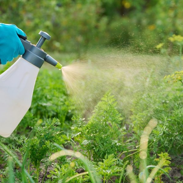 Pesticides And The Gut Microbiome
