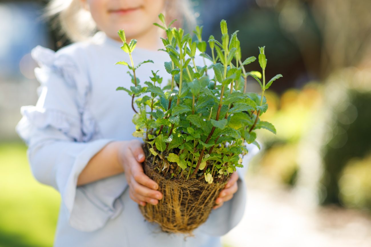 Herbal Education For Children At The Junior Herbalist Club