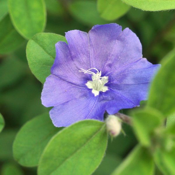 Shankapushpi (Evolvulus alsinoides)