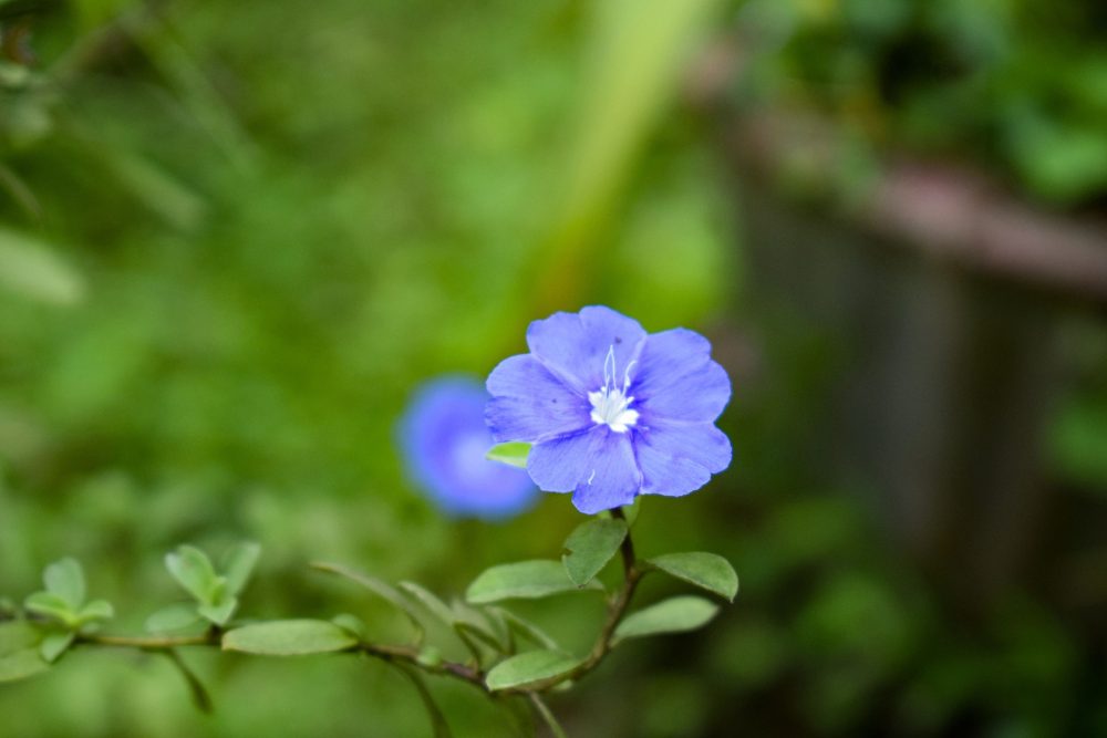 Shankapushpi (Evolvulus alsinoides)