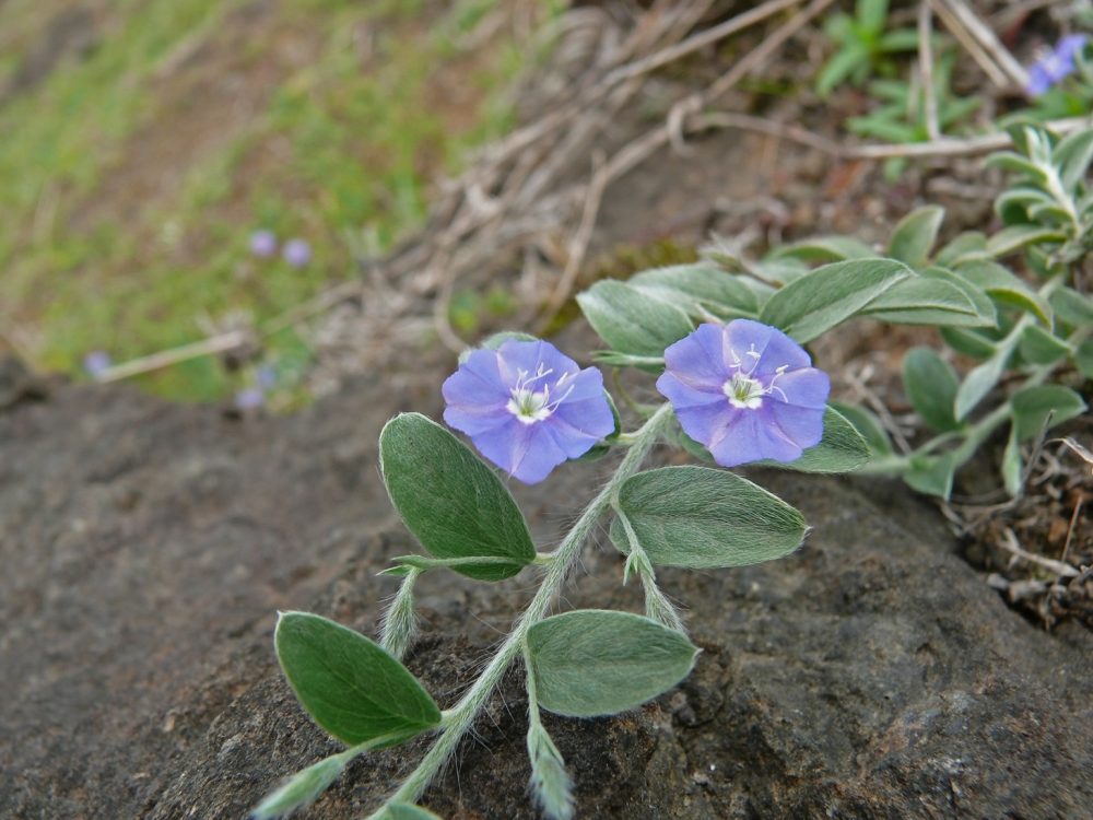 Shankapushpi (Evolvulus alsinoides)