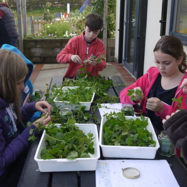 Herbal Education For Children Growing Curiosity Confidence And Connection 1