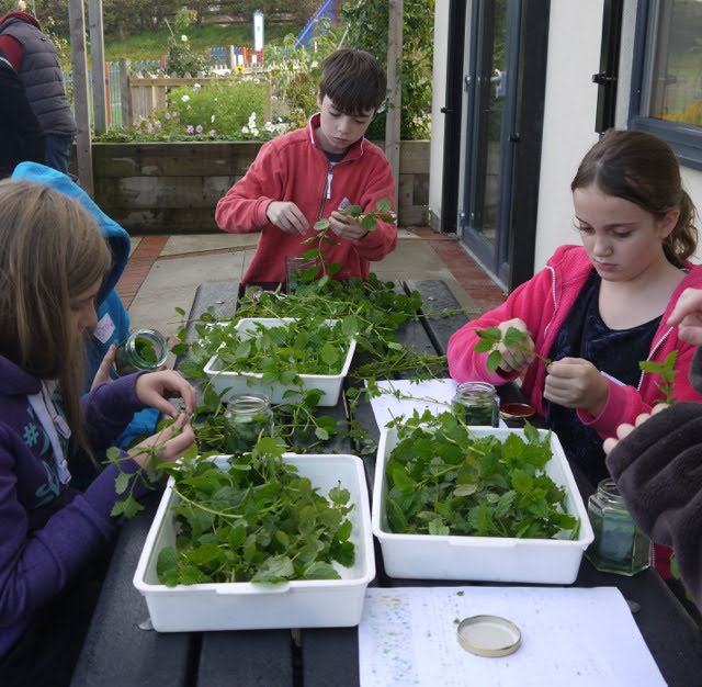 Herbal education for children: Growing curiosity, confidence and connection