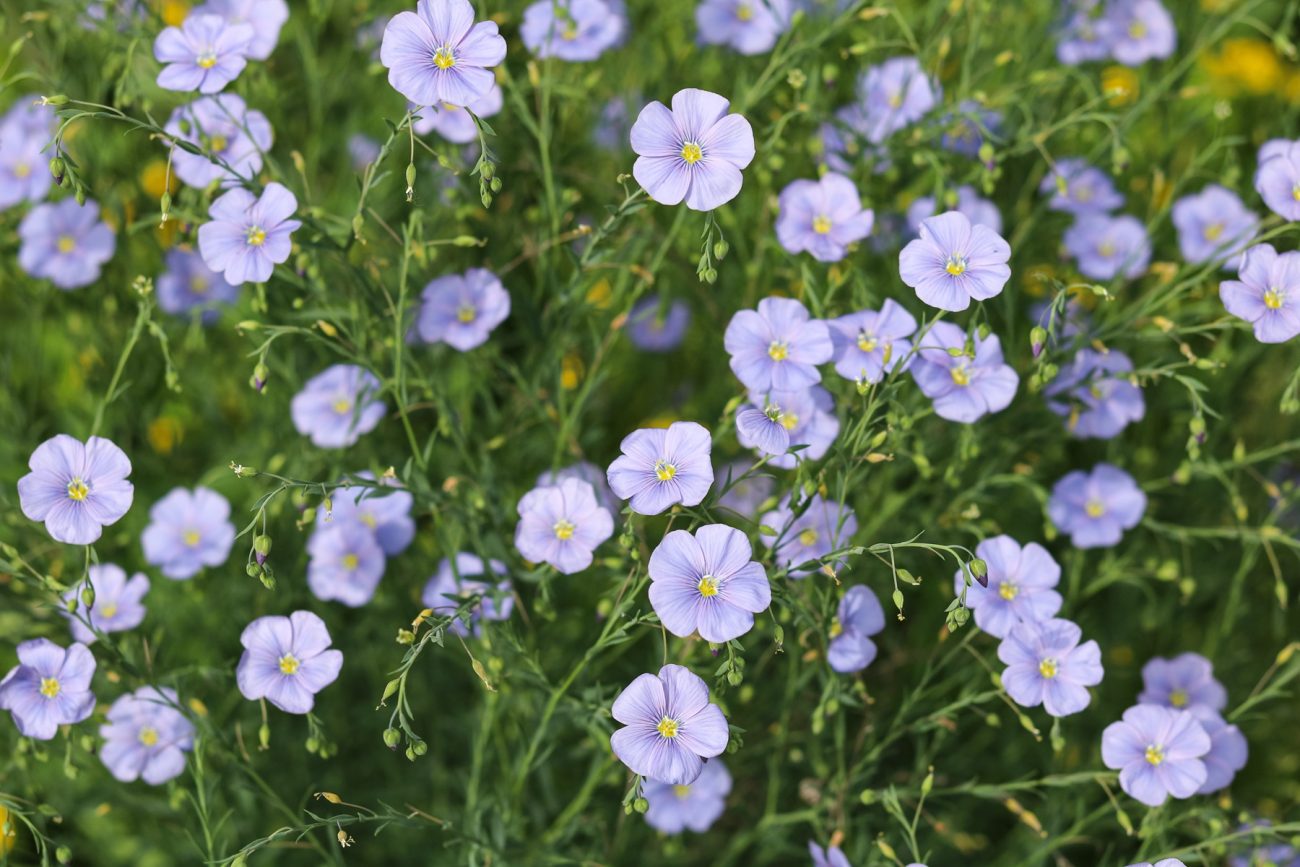 Flaxseed (Linum usitatissimum)