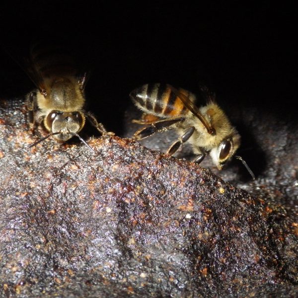 Bees Making Propolis