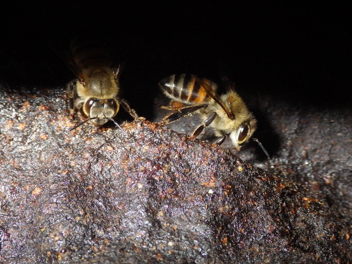 Bees Making Propolis