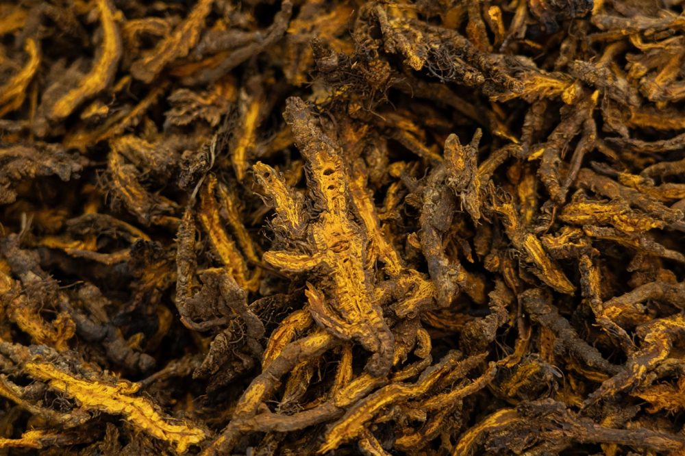 Huang lian (Coptis chinensis)