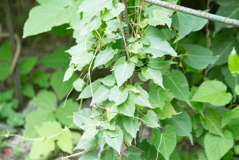 He shou wu (Polygonum multiflorum)