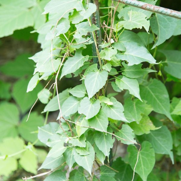 He shou wu (Polygonum multiflorum)