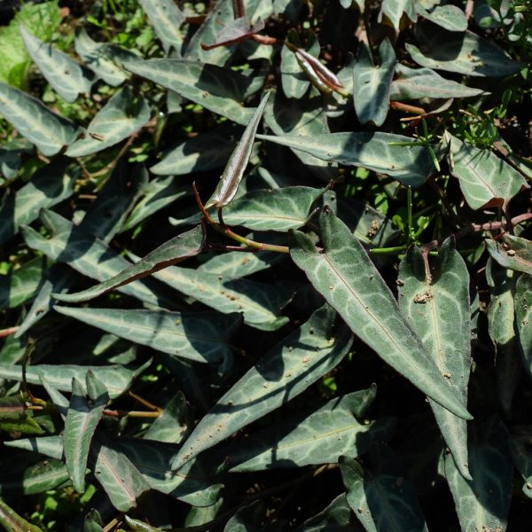 He shou wu (Polygonum multiflorum)