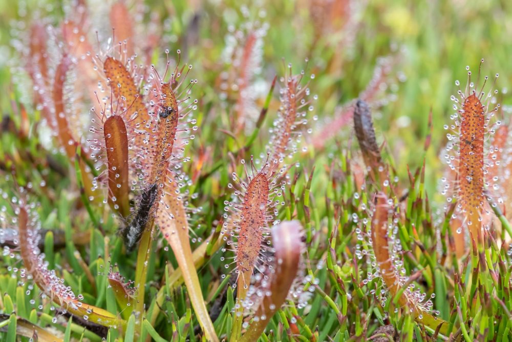 Sundew (Drosera spp.)