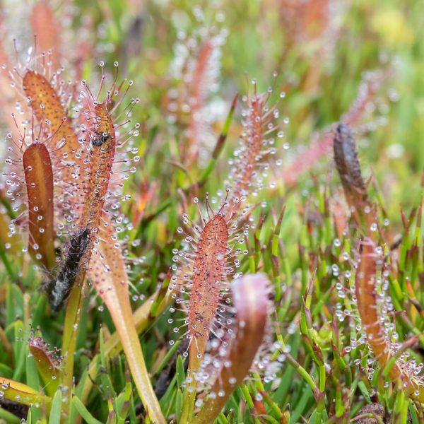 Sundew (Drosera spp.)