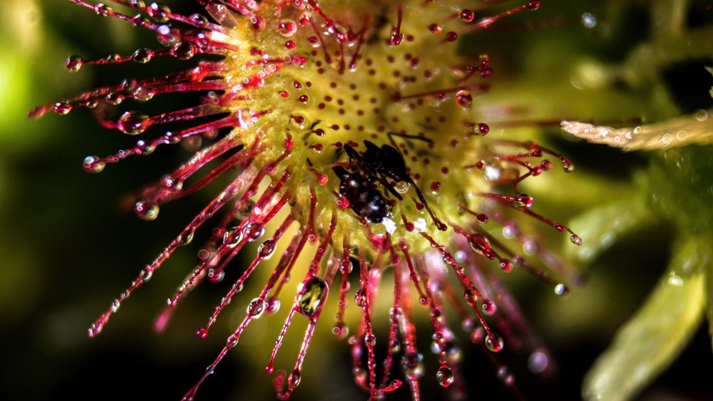 Sundew (Drosera spp.)