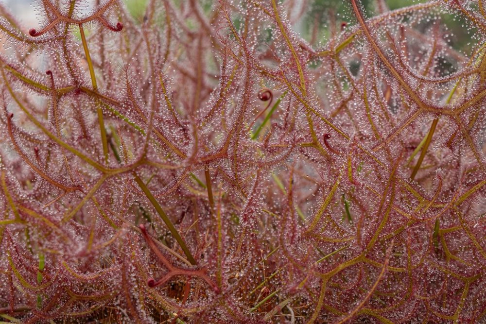 Sundew (Drosera spp.)