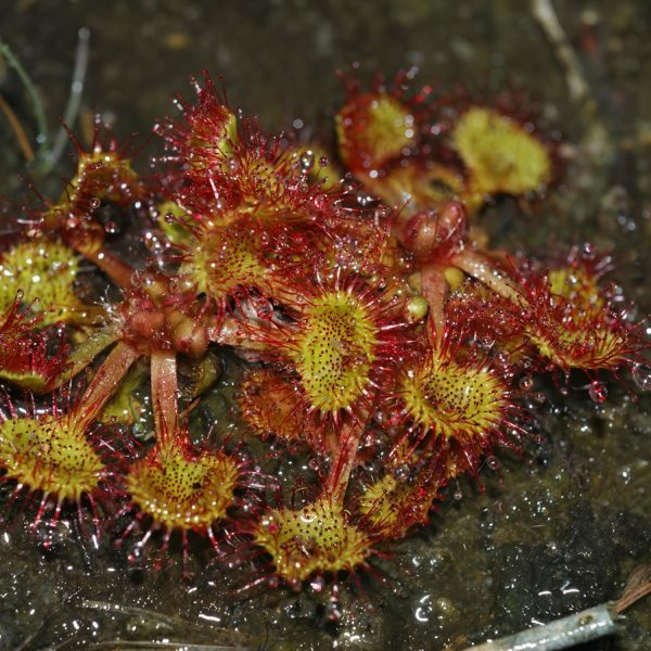 Sundew (Drosera spp.)