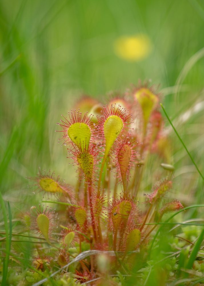 Sundew (Drosera spp.)