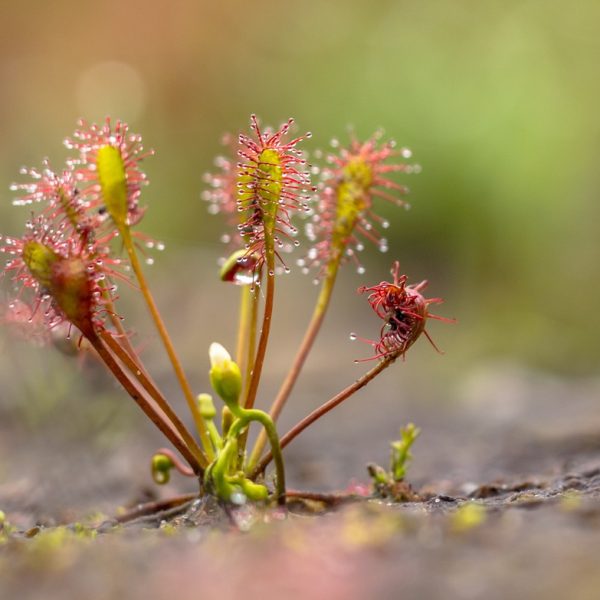 Sundew (Drosera spp.)
