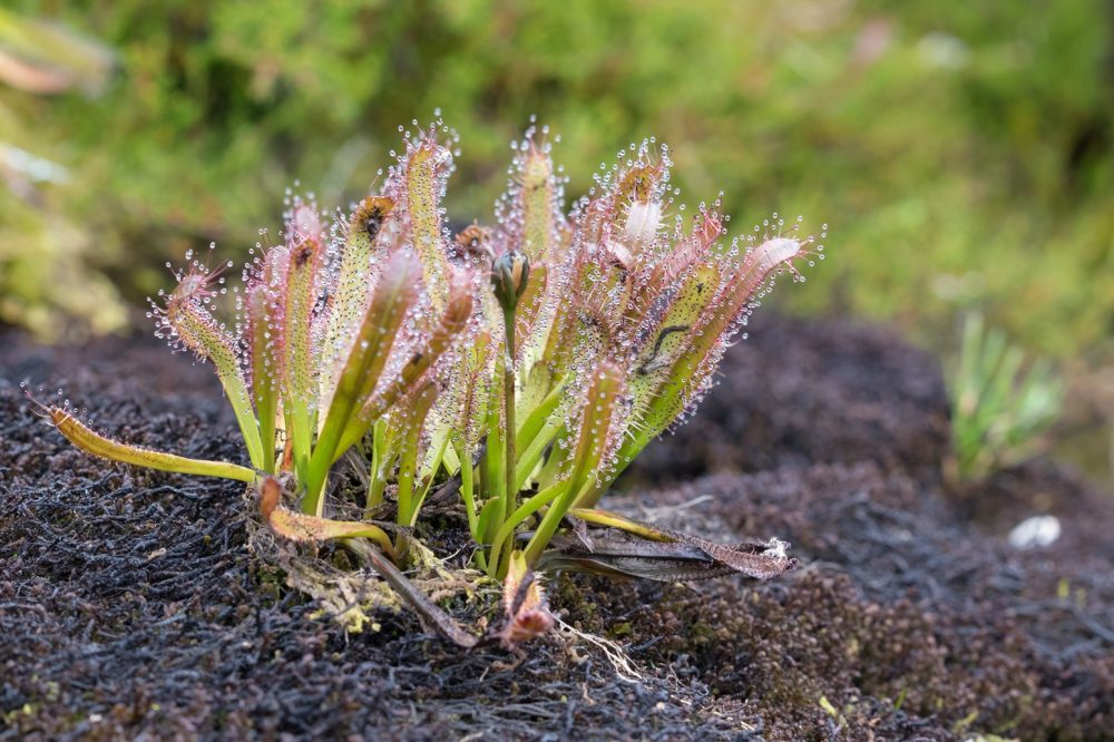 Sundew (Drosera spp.)