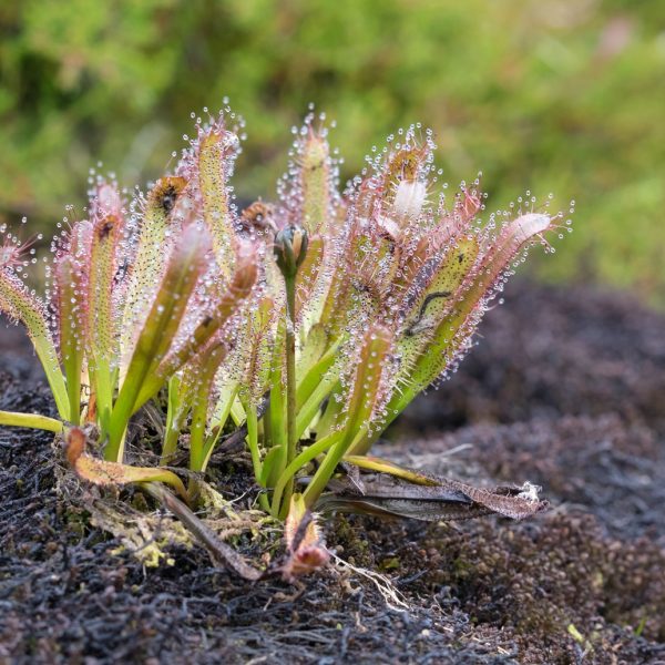 Sundew (Drosera spp.)
