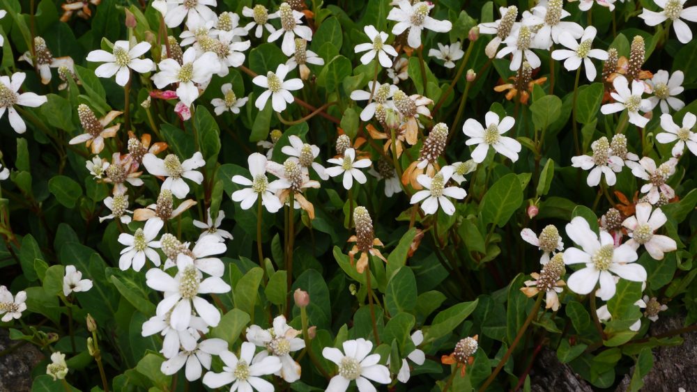 Yerba mansa (Anemopsis californica)